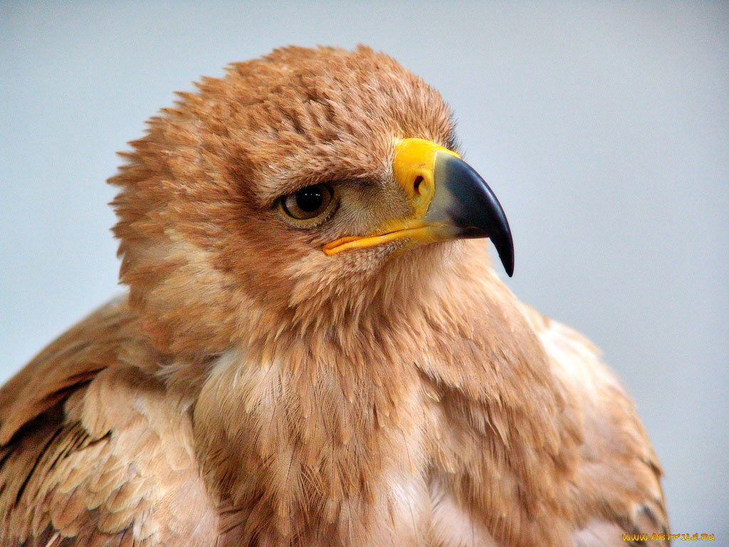 животные, птицы, хищники