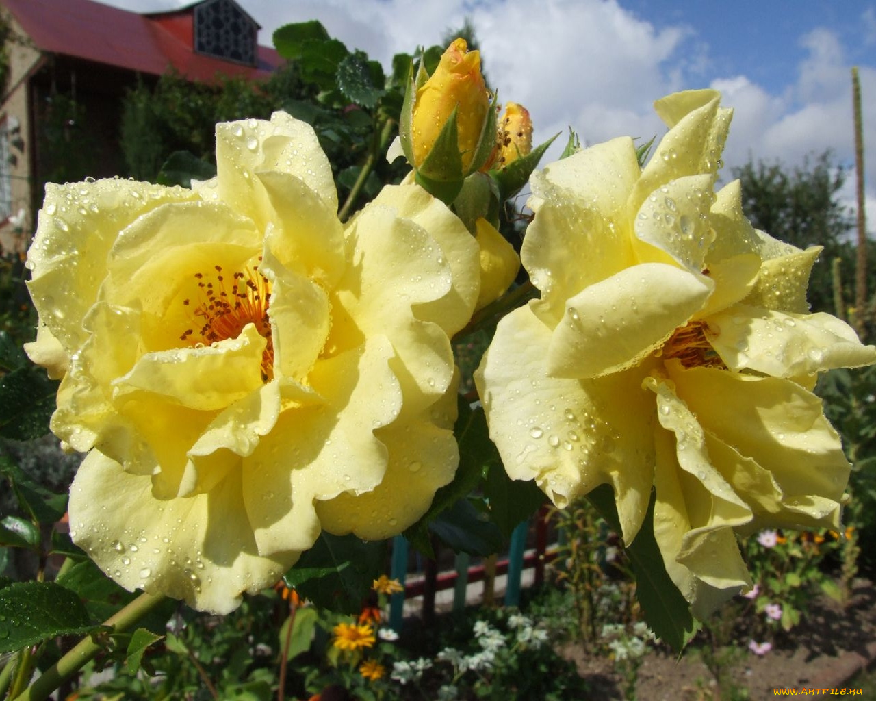 цветы, розы