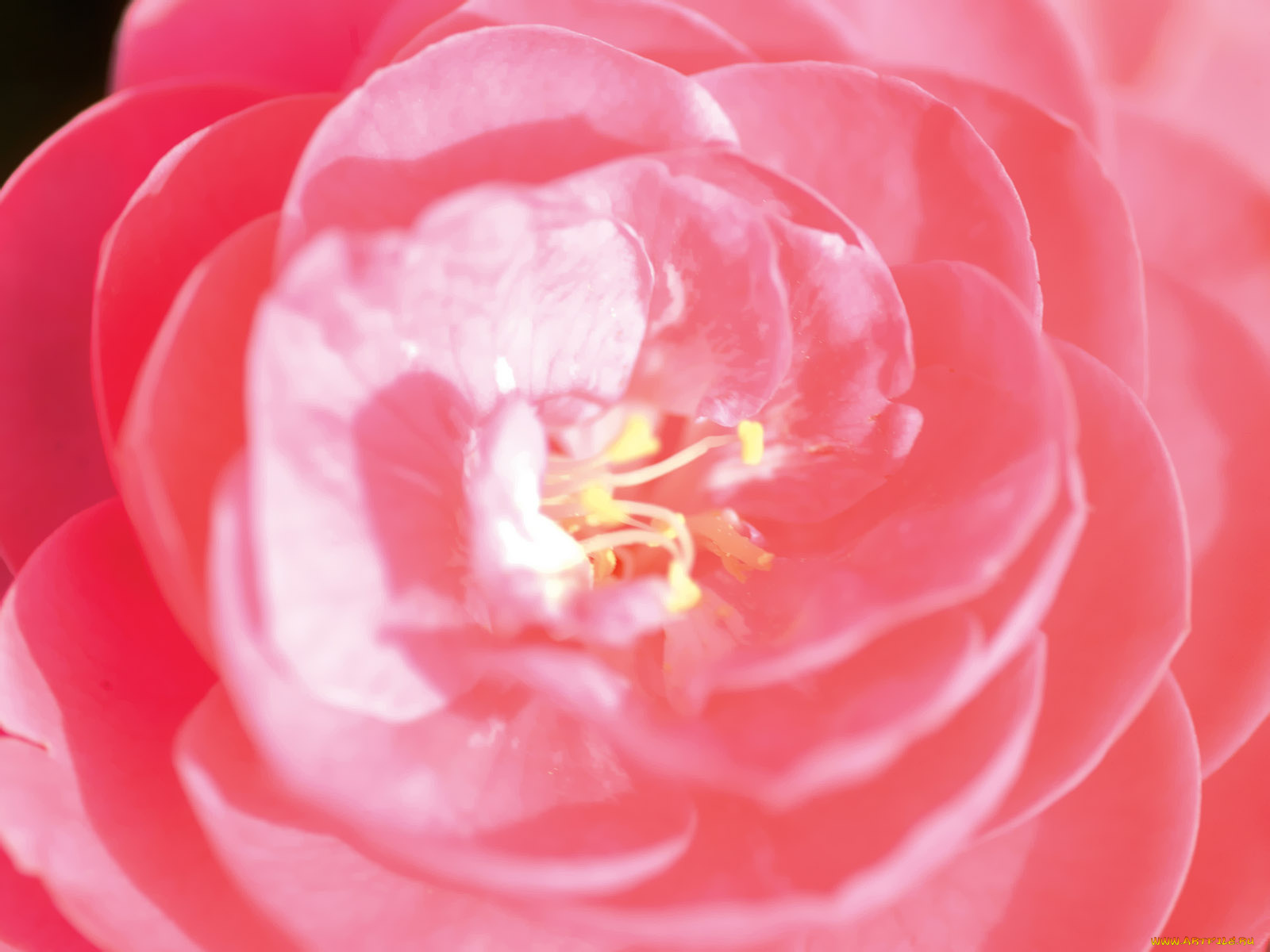 цветы, камелии