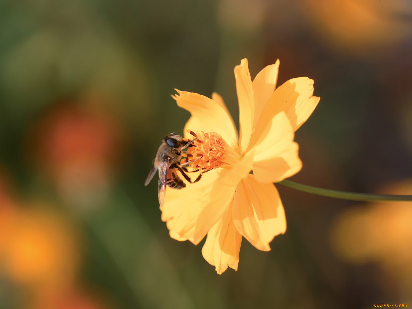 цветы, космея