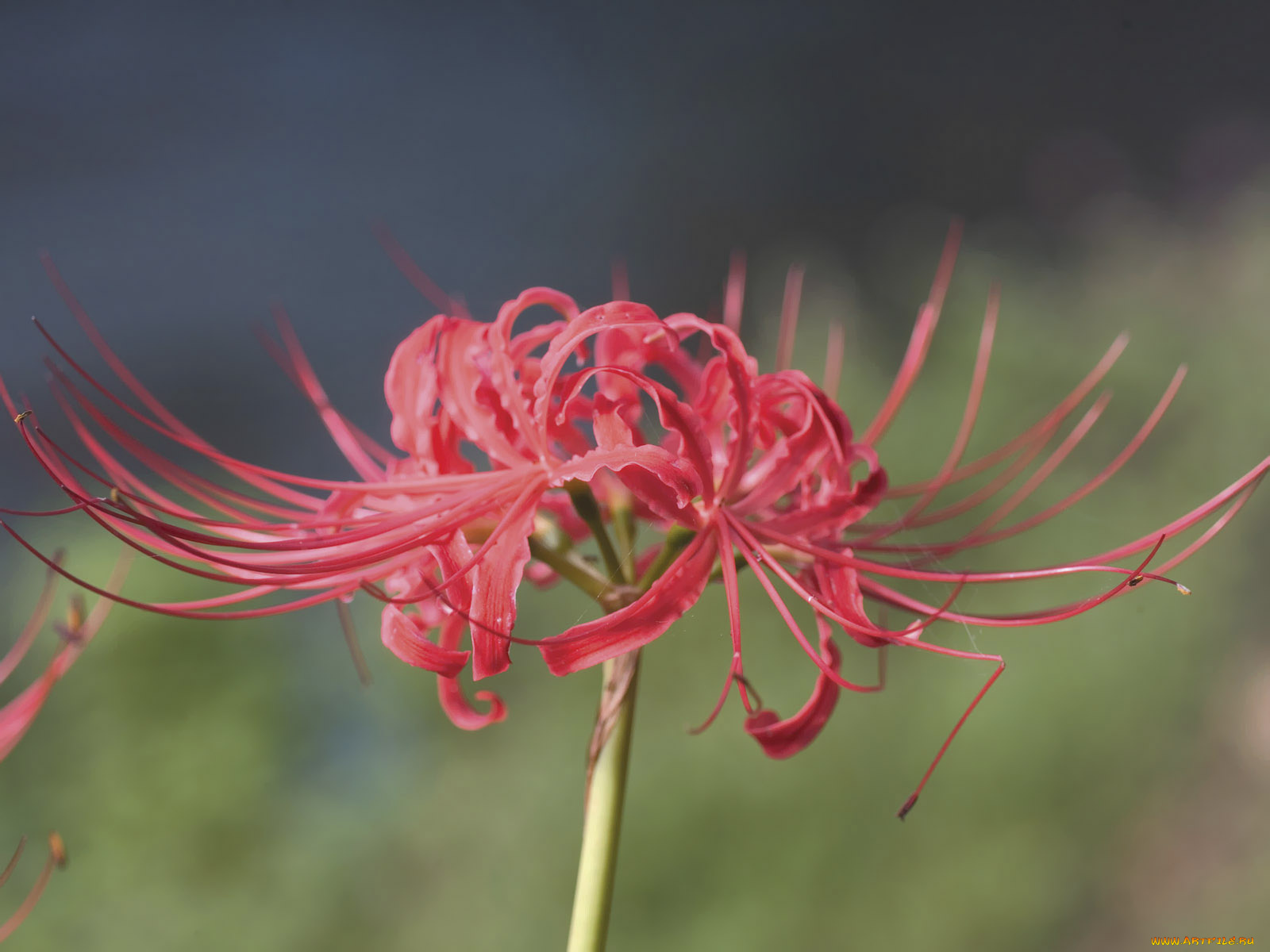 цветы, лилии, лилейники