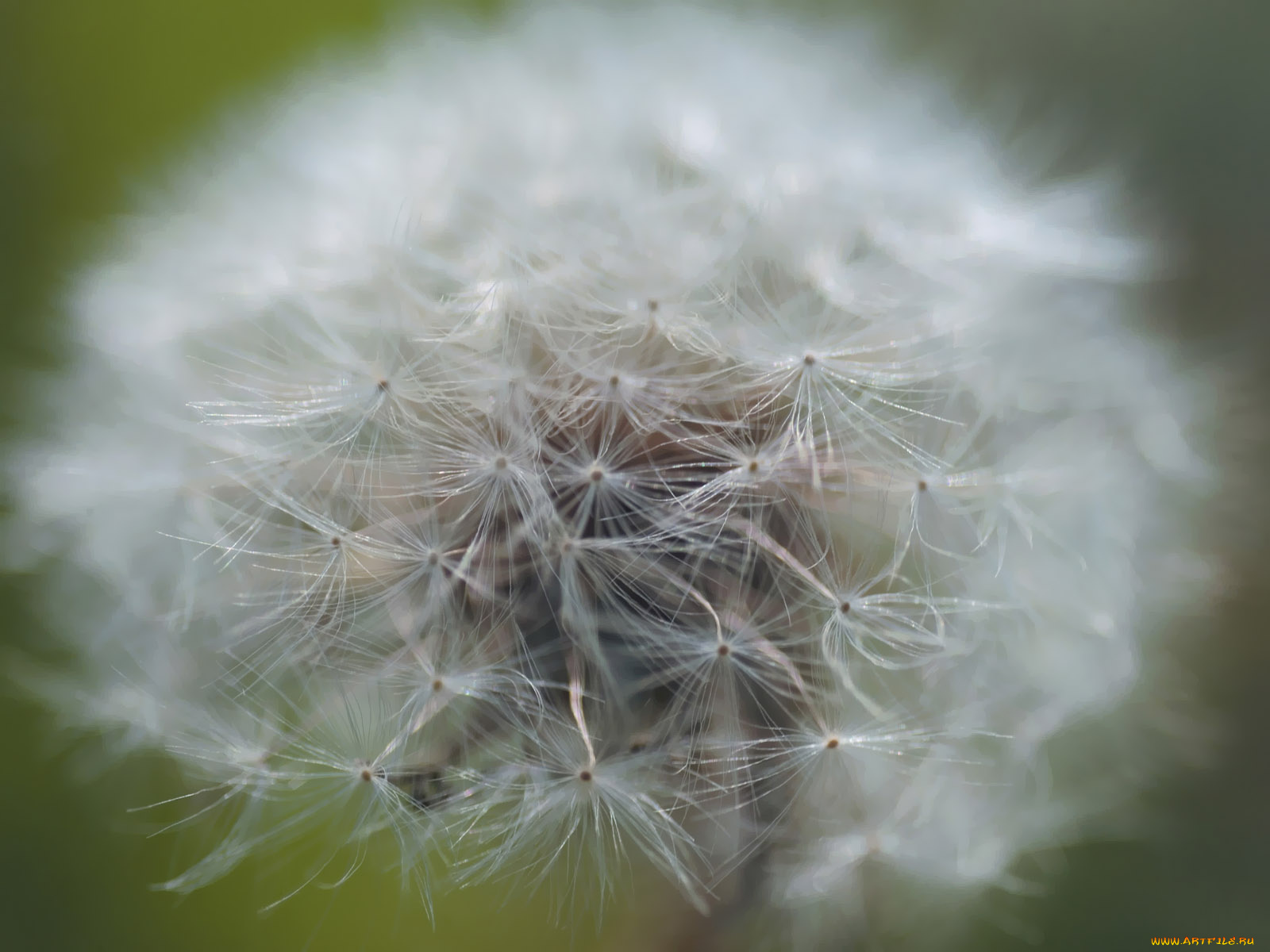 цветы, одуванчики
