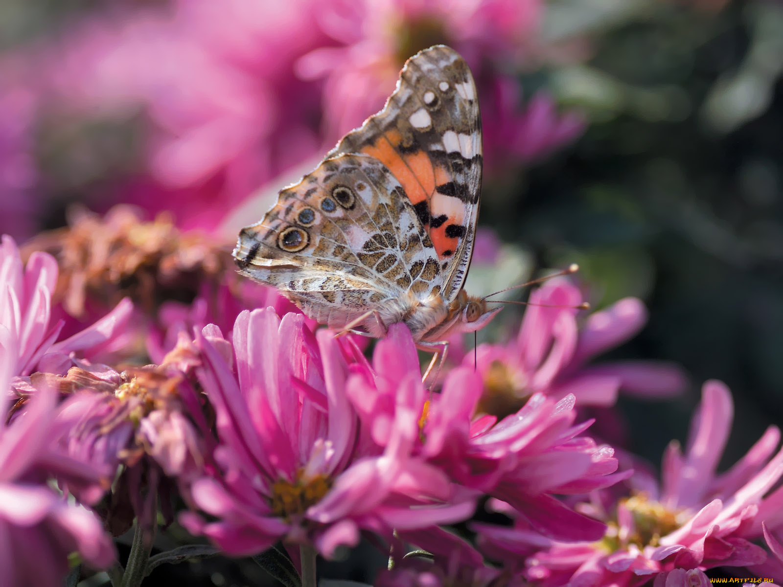 животные, бабочки
