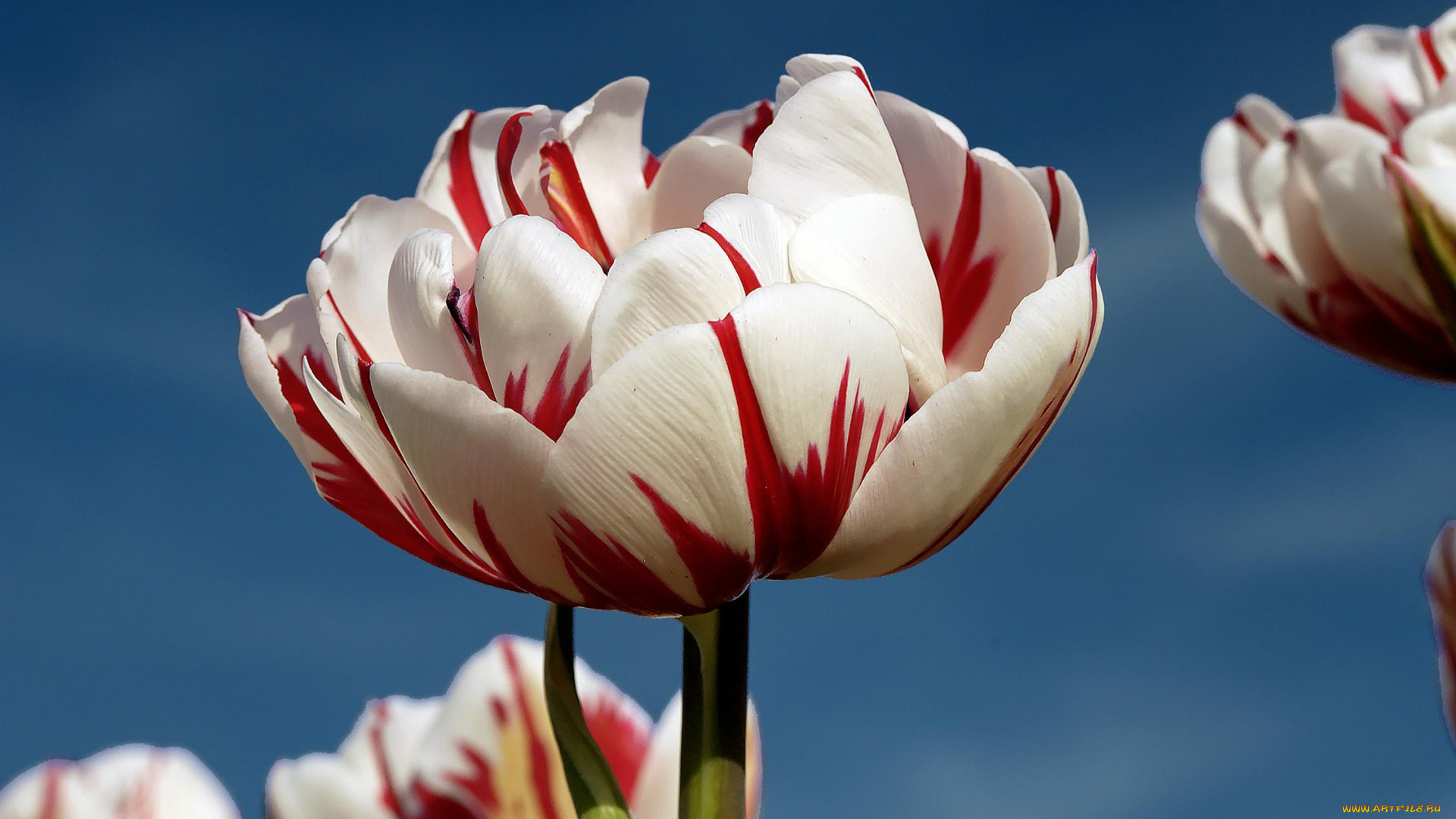 цветы, тюльпаны