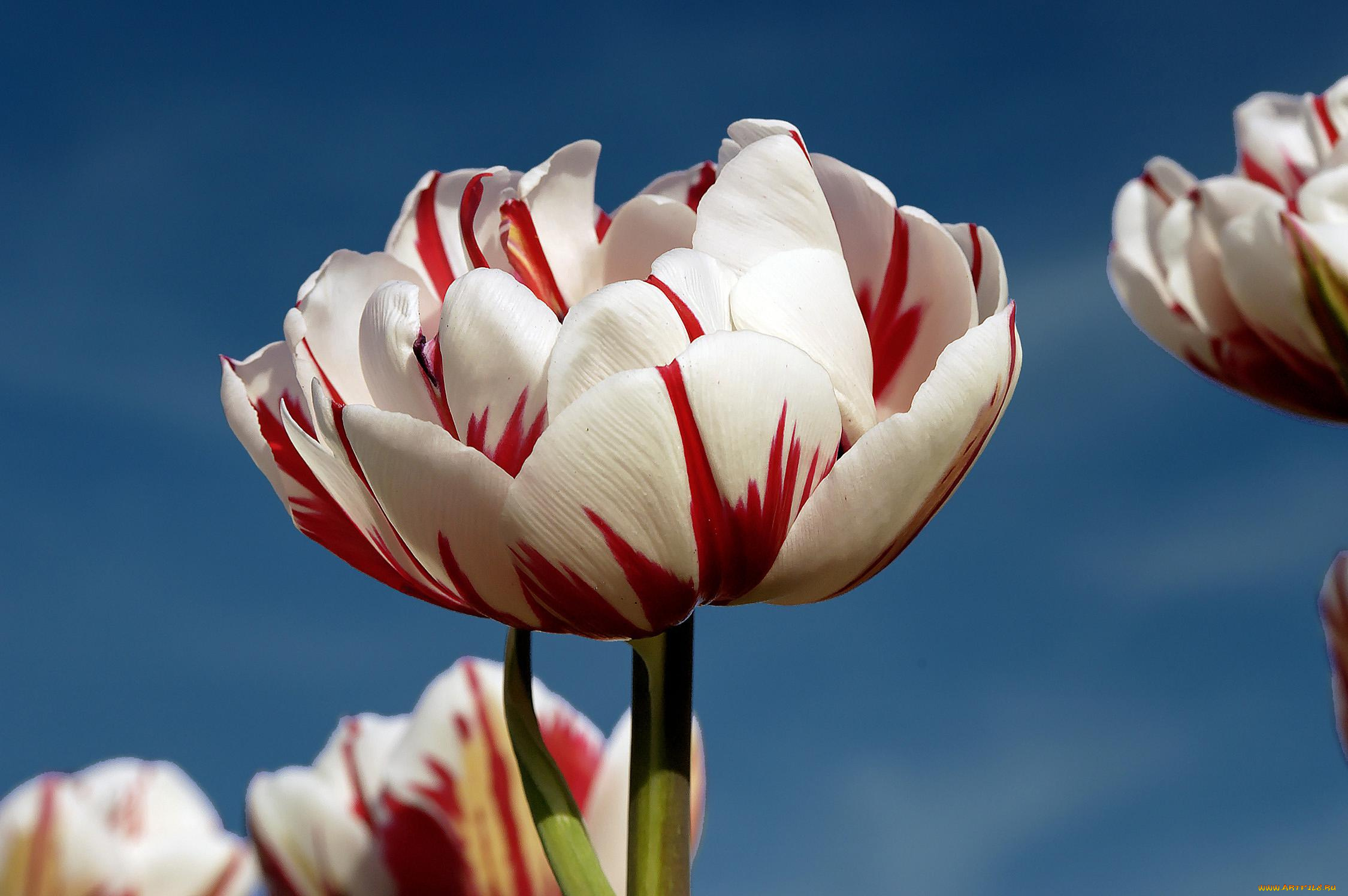 цветы, тюльпаны