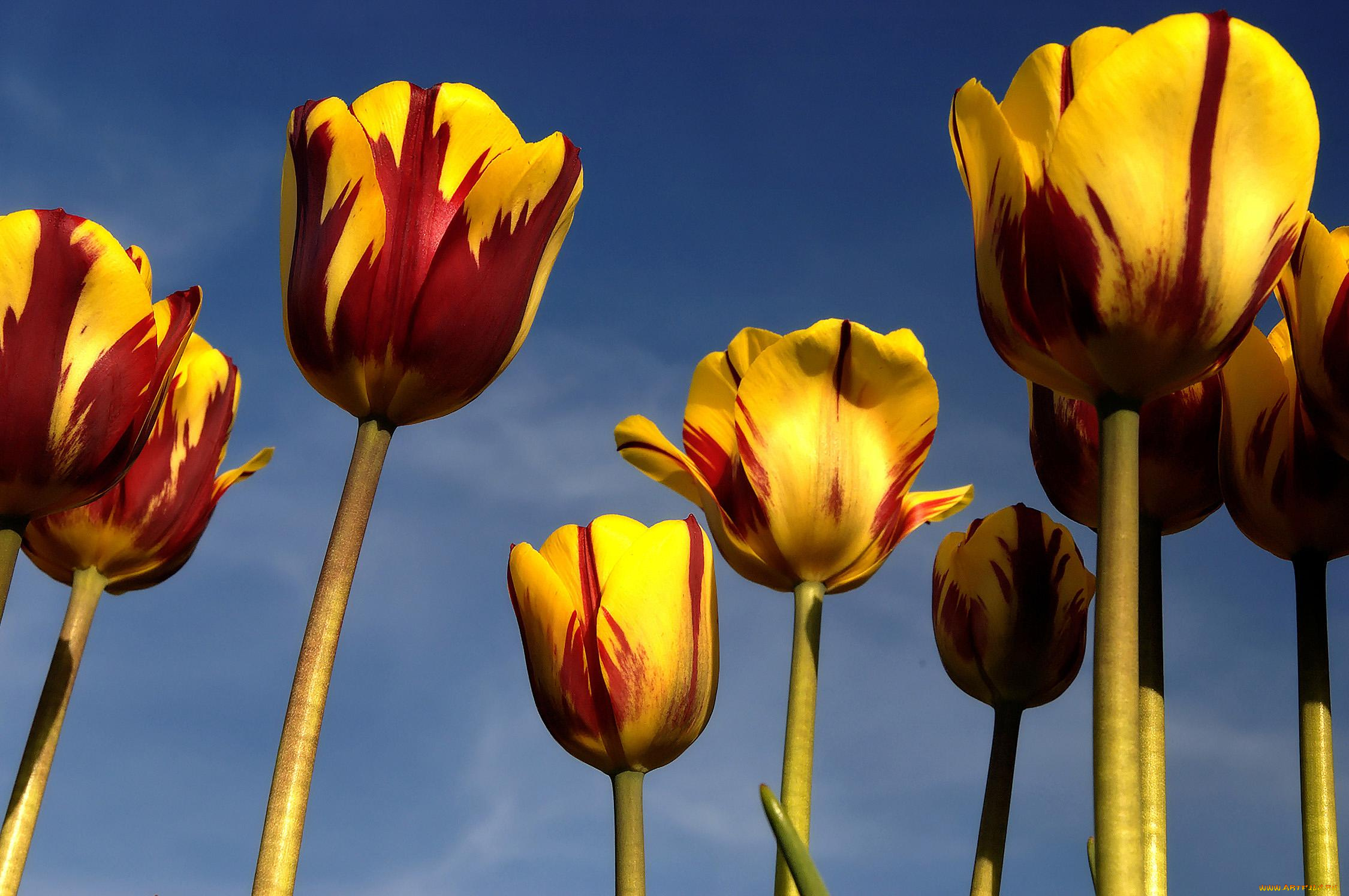 цветы, тюльпаны