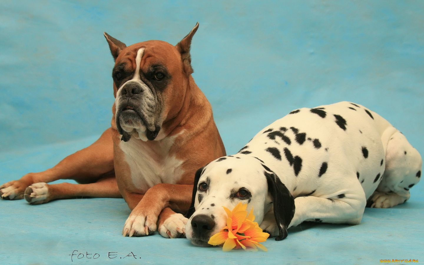 животные, собаки