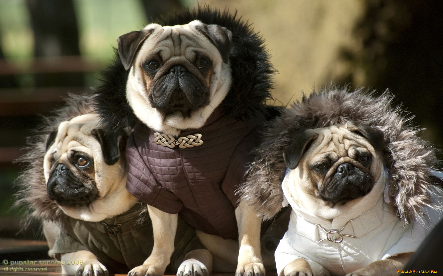 животные, собаки