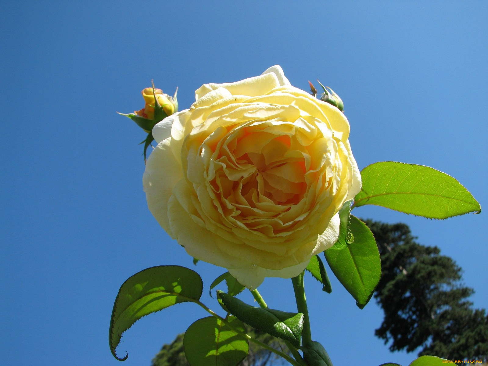 цветы, розы