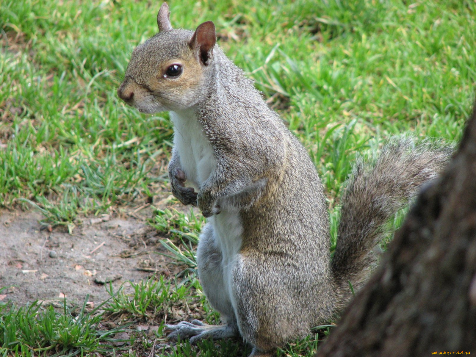 животные, белки