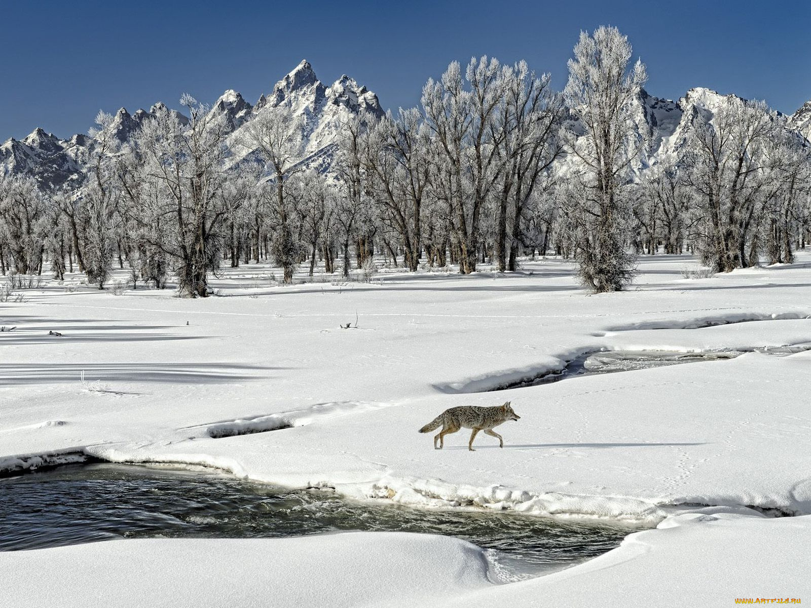 животные, волки