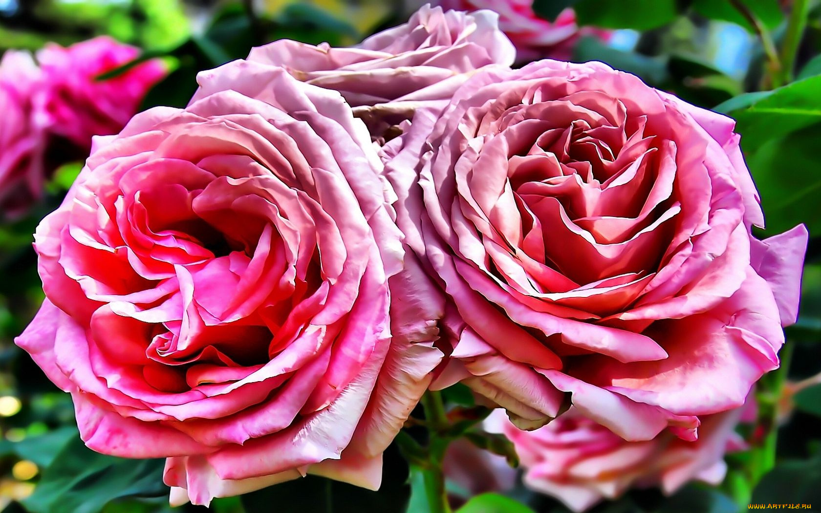 цветы, розы