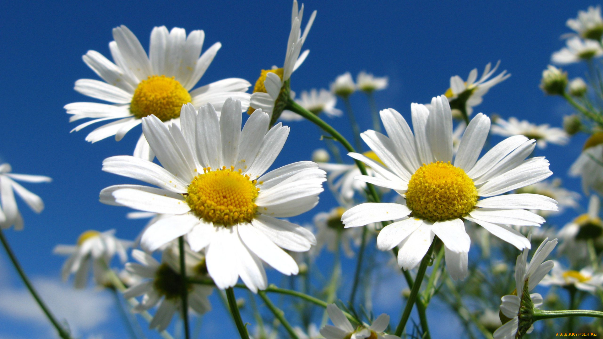 цветы, ромашки