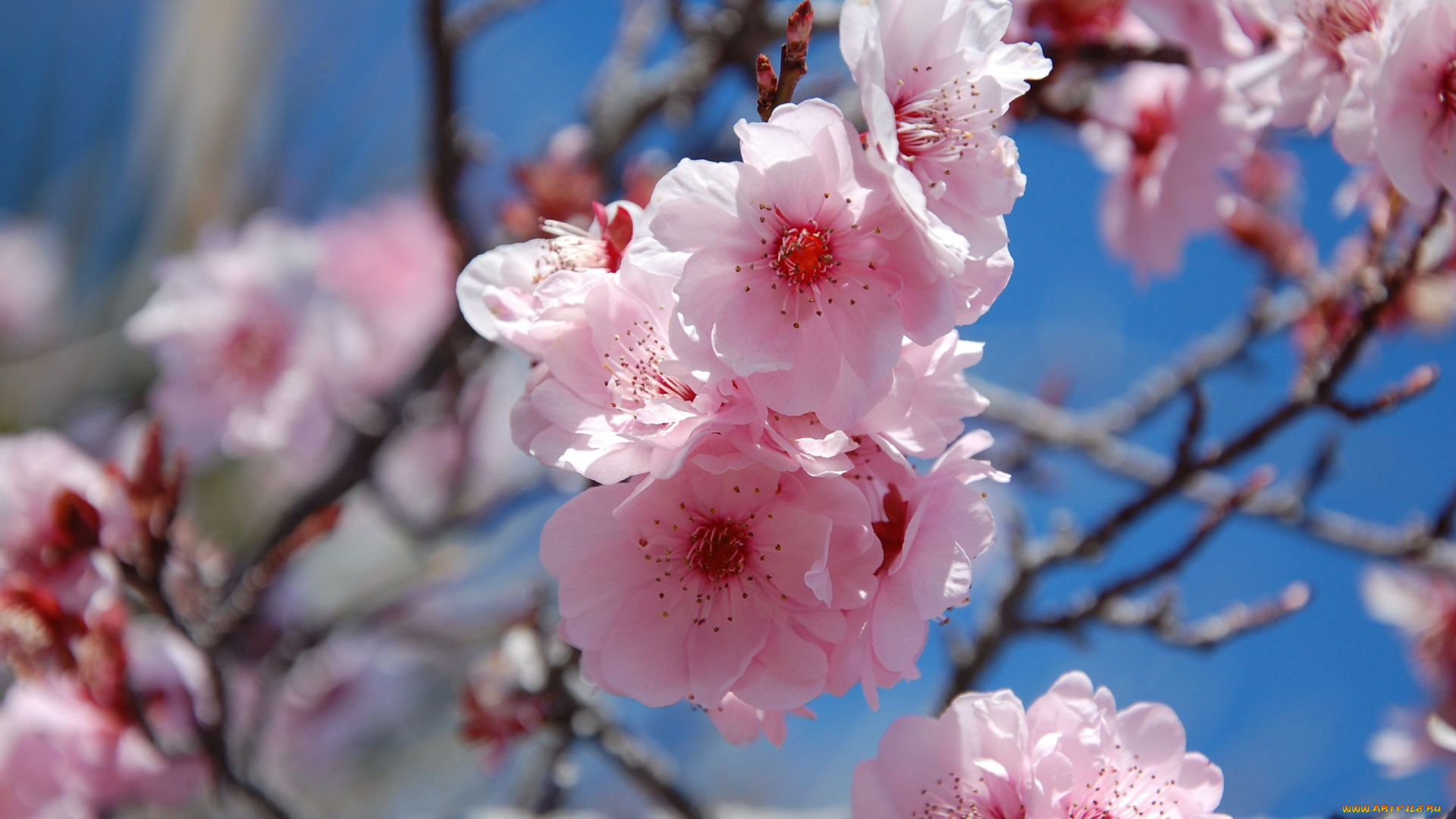 цветы, сакура, вишня