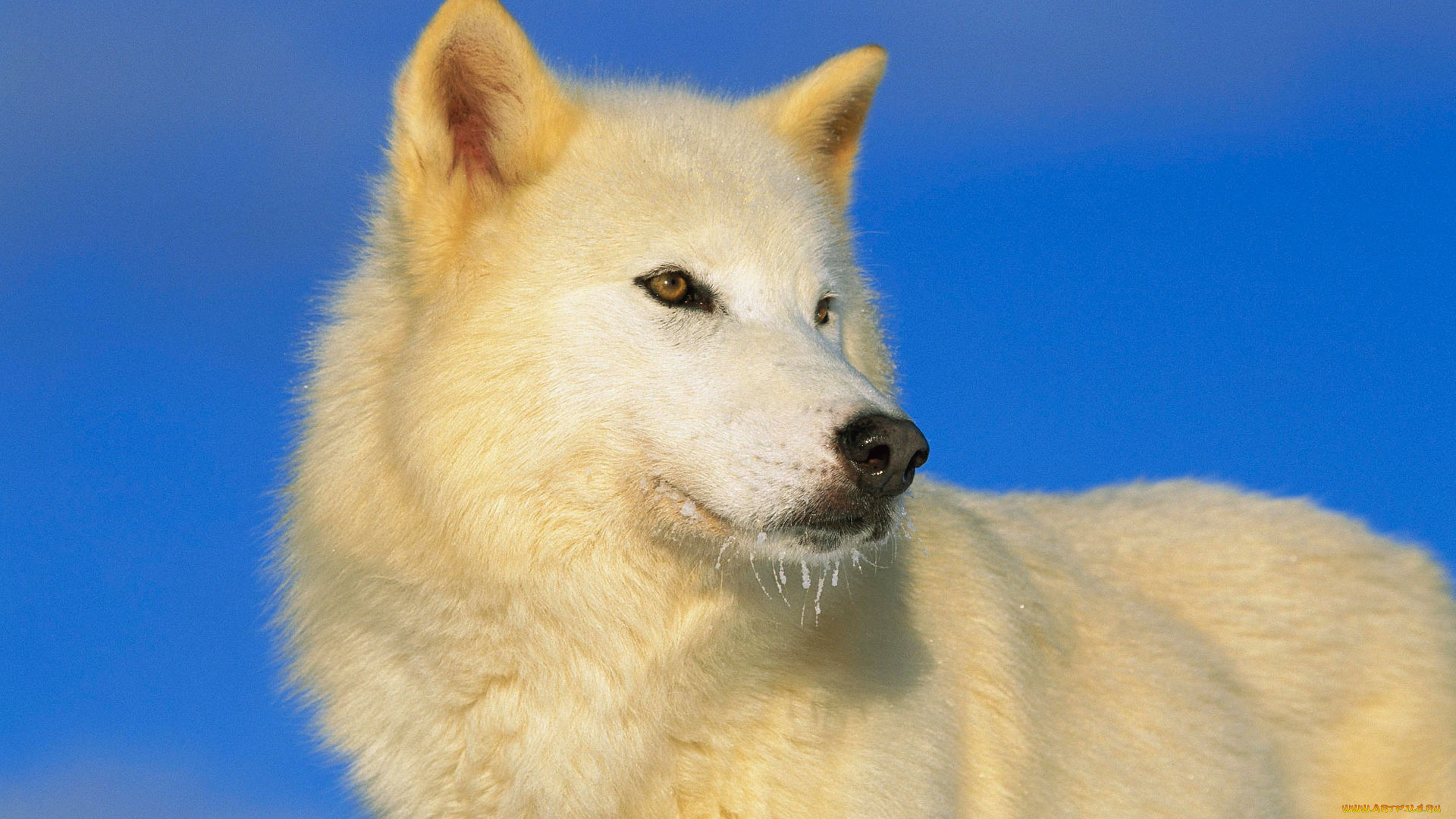 животные, волки