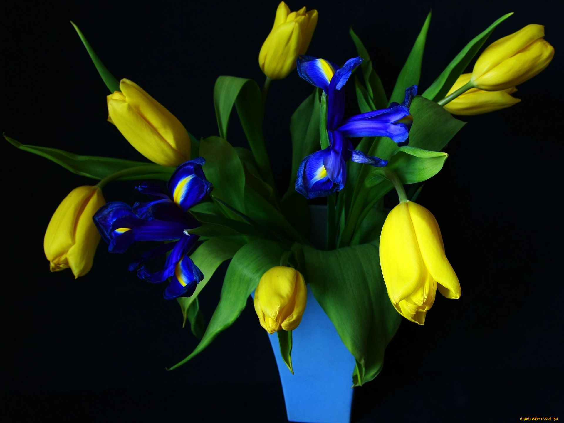 цветы, букеты, композиции