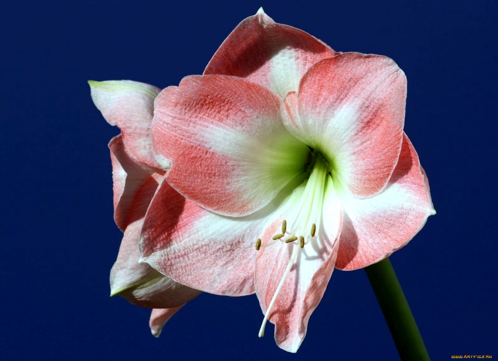 цветы, амариллисы, гиппеаструмы, лепестки, розовый