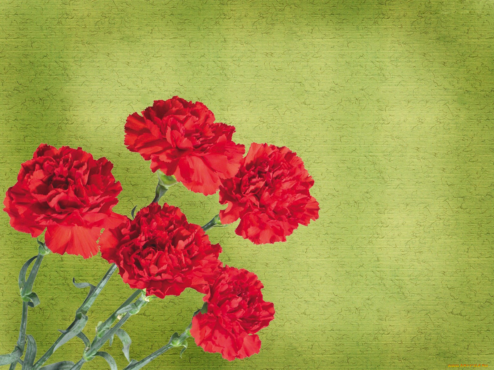 цветы, гвоздики, красный