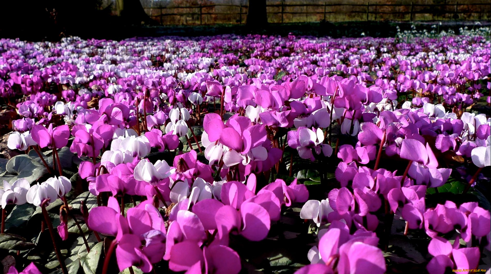 цикламен, цветы, цикламены, много, розовый