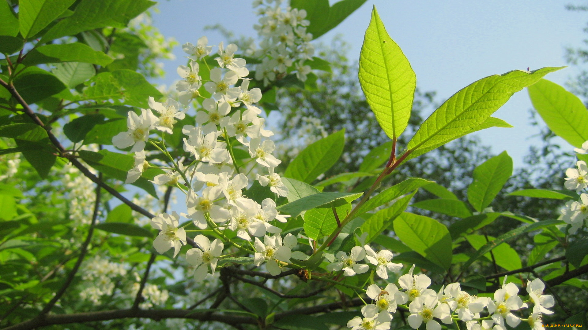 цветы, цветущие, деревья, кустарники, весна, черемуха, май