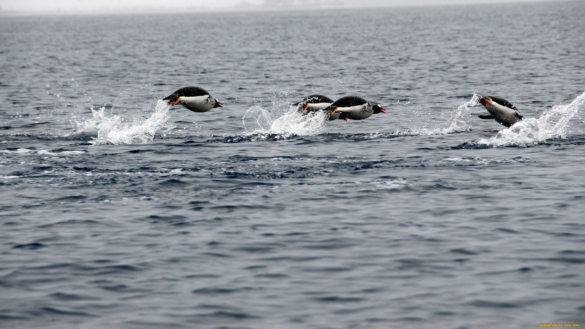 субантарктический, пингвин, животные, пингвины, вода, океан
