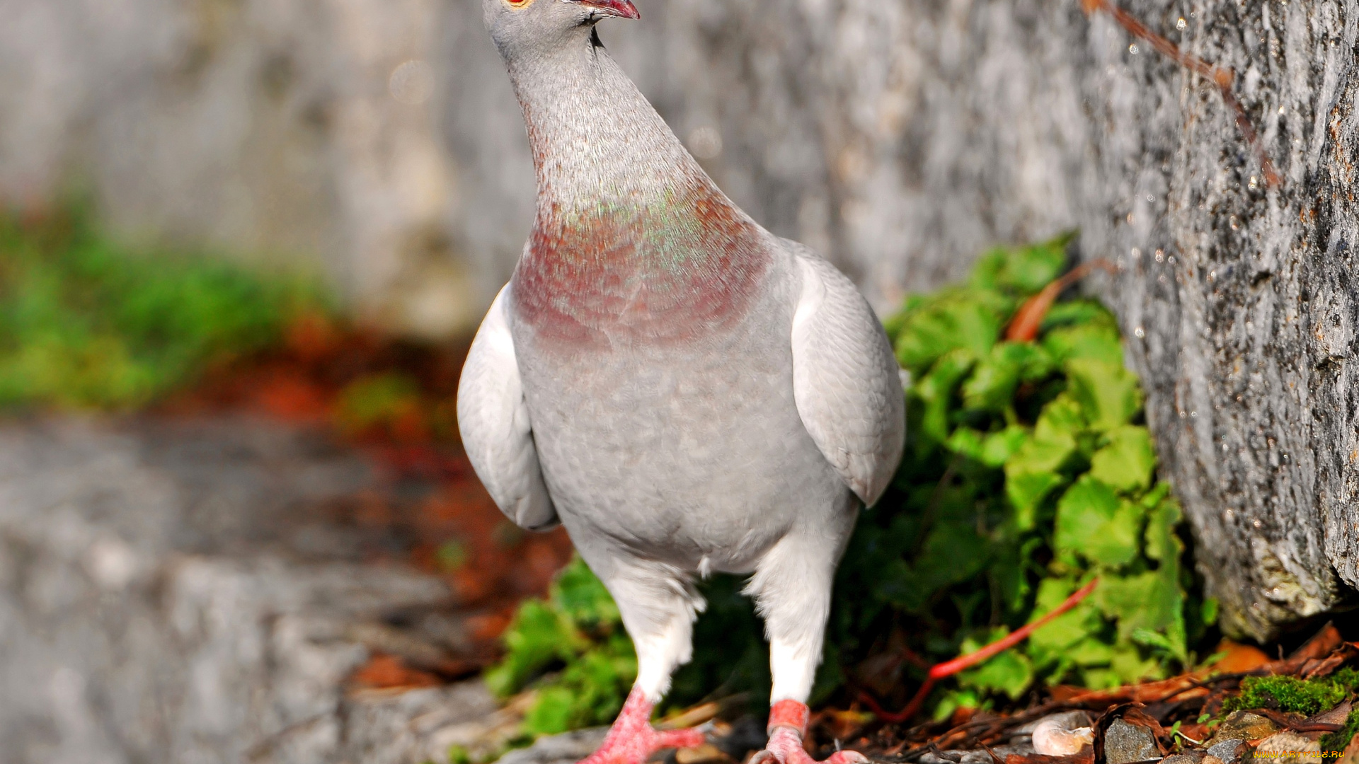 животные, голуби, любопытство, крылья