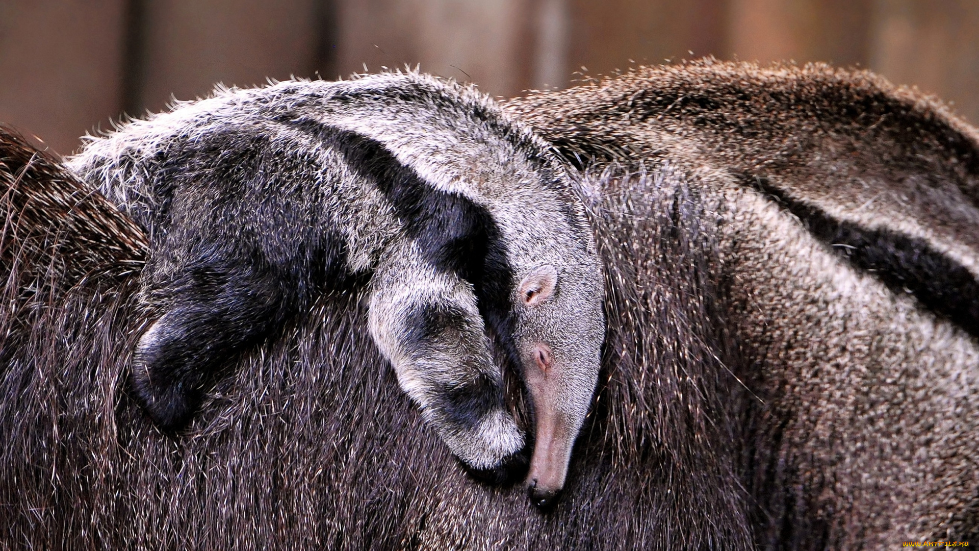 животные, муравьеды, малыш, спина, шерсть