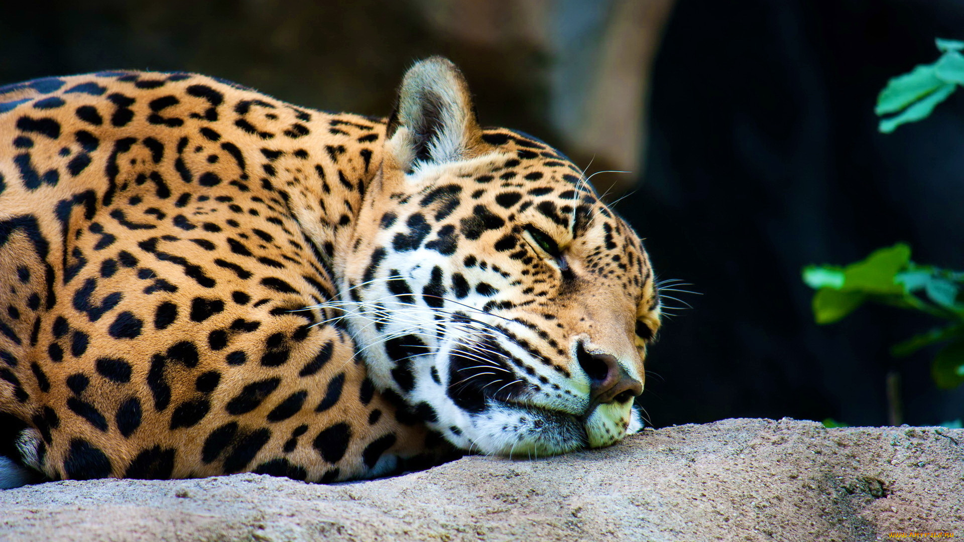 животные, Ягуары, ягуар, сон, отдых