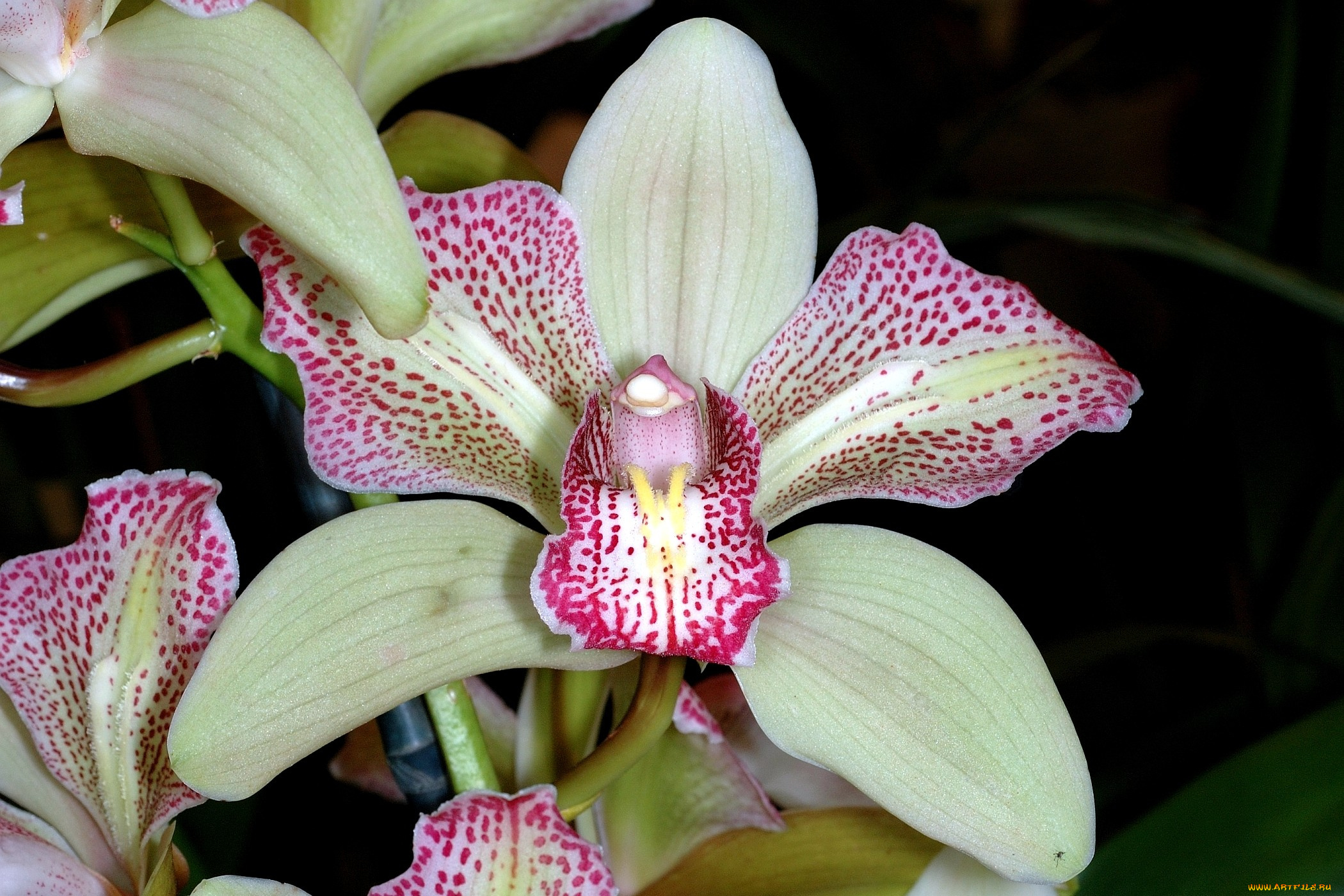 цветы, орхидеи, пятнистый, розовый, экзотика