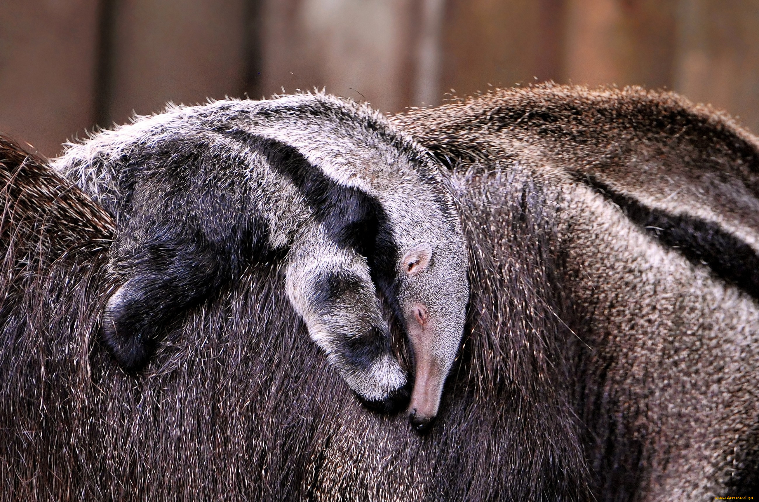 животные, муравьеды, малыш, спина, шерсть