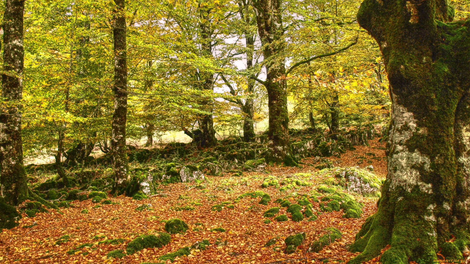 испания, наварра, амескоа, баха, природа, лес, амескоа-баха