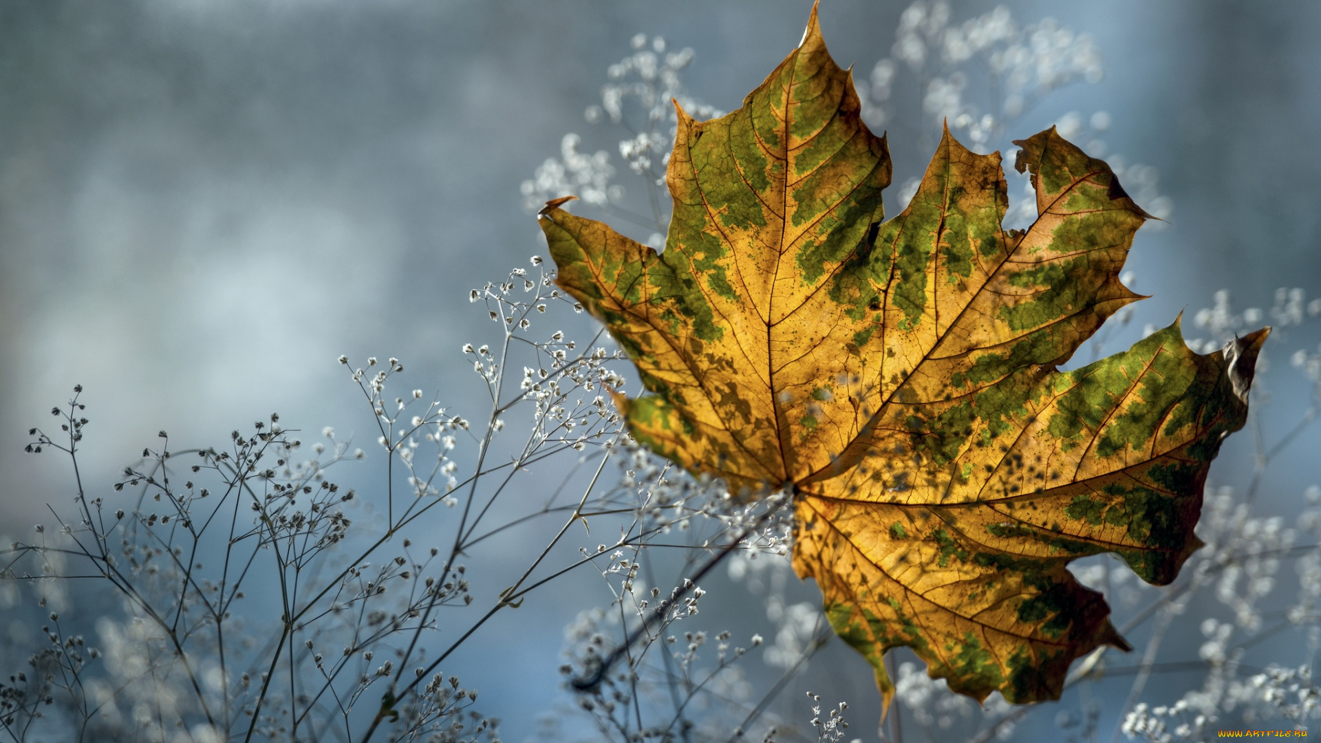 природа, листья, осень, клен