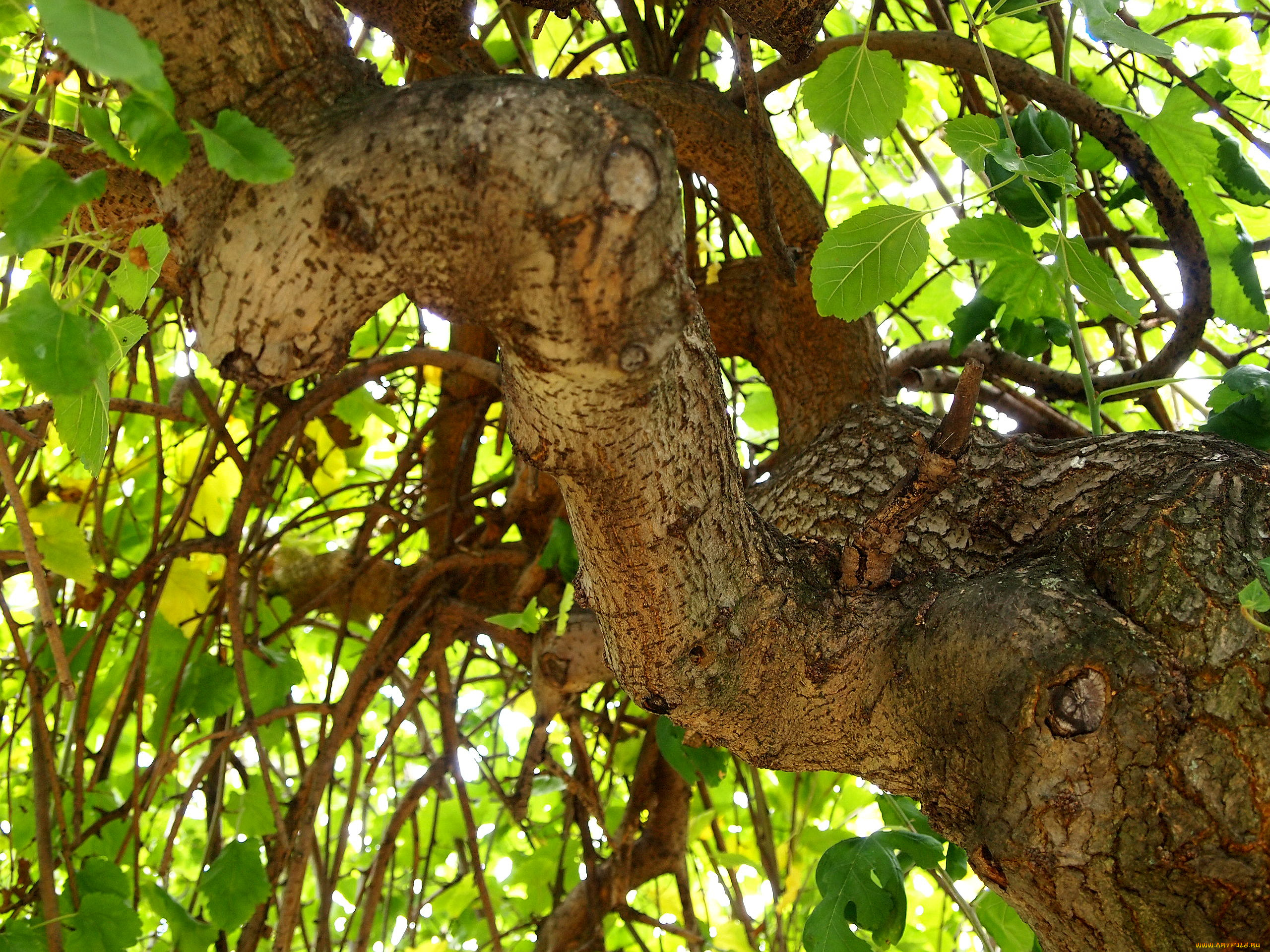 дерево, природа, деревья