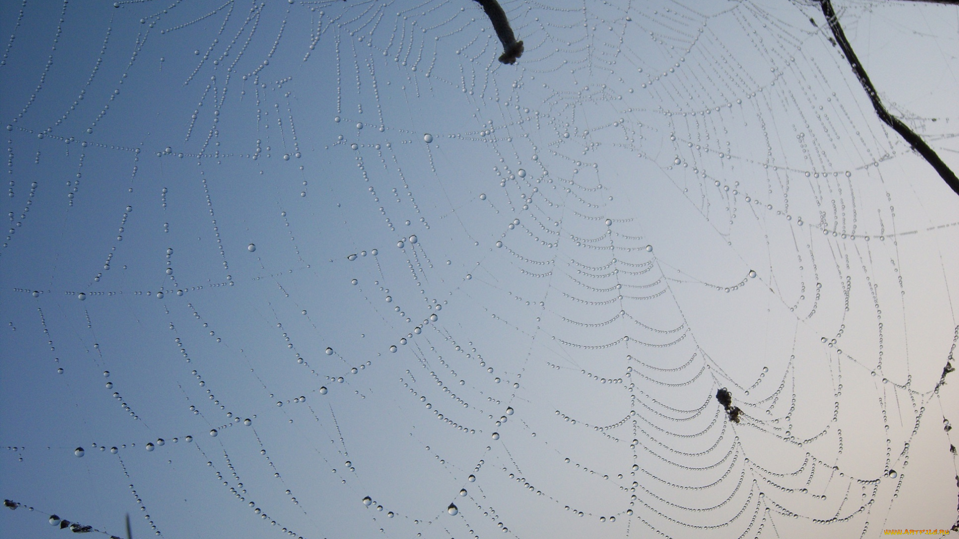 природа, макро, паутина, роса, небо, утро, капли