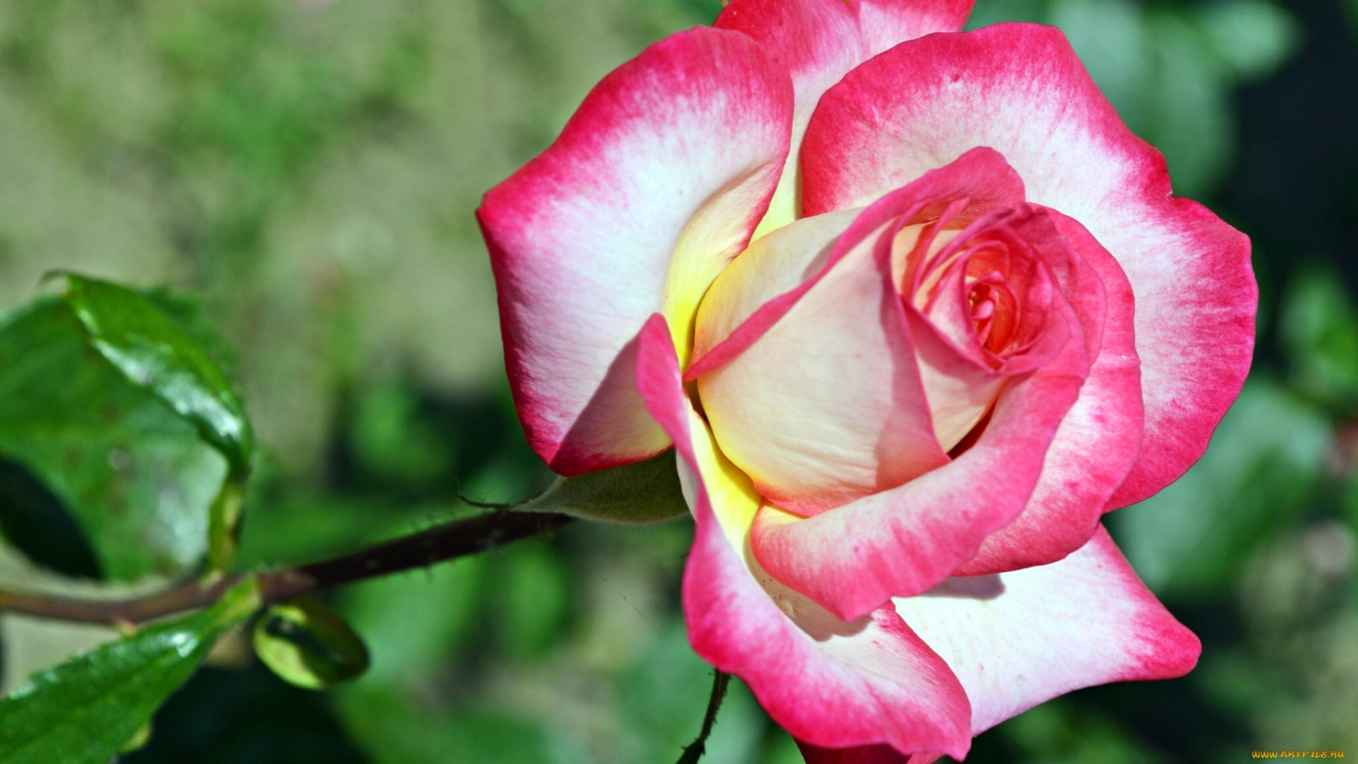 цветы, розы, двухцветный