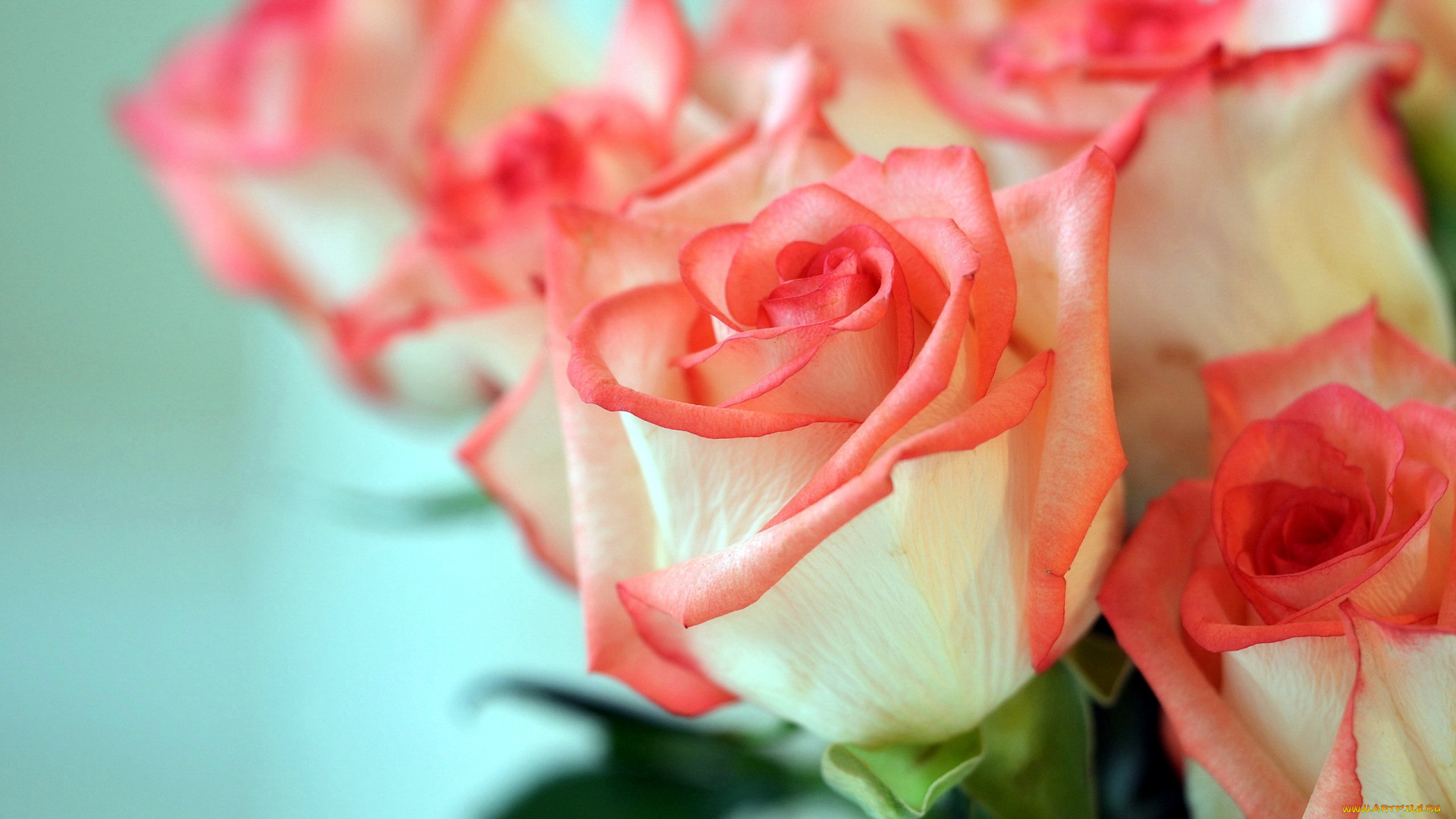 цветы, розы, нежный