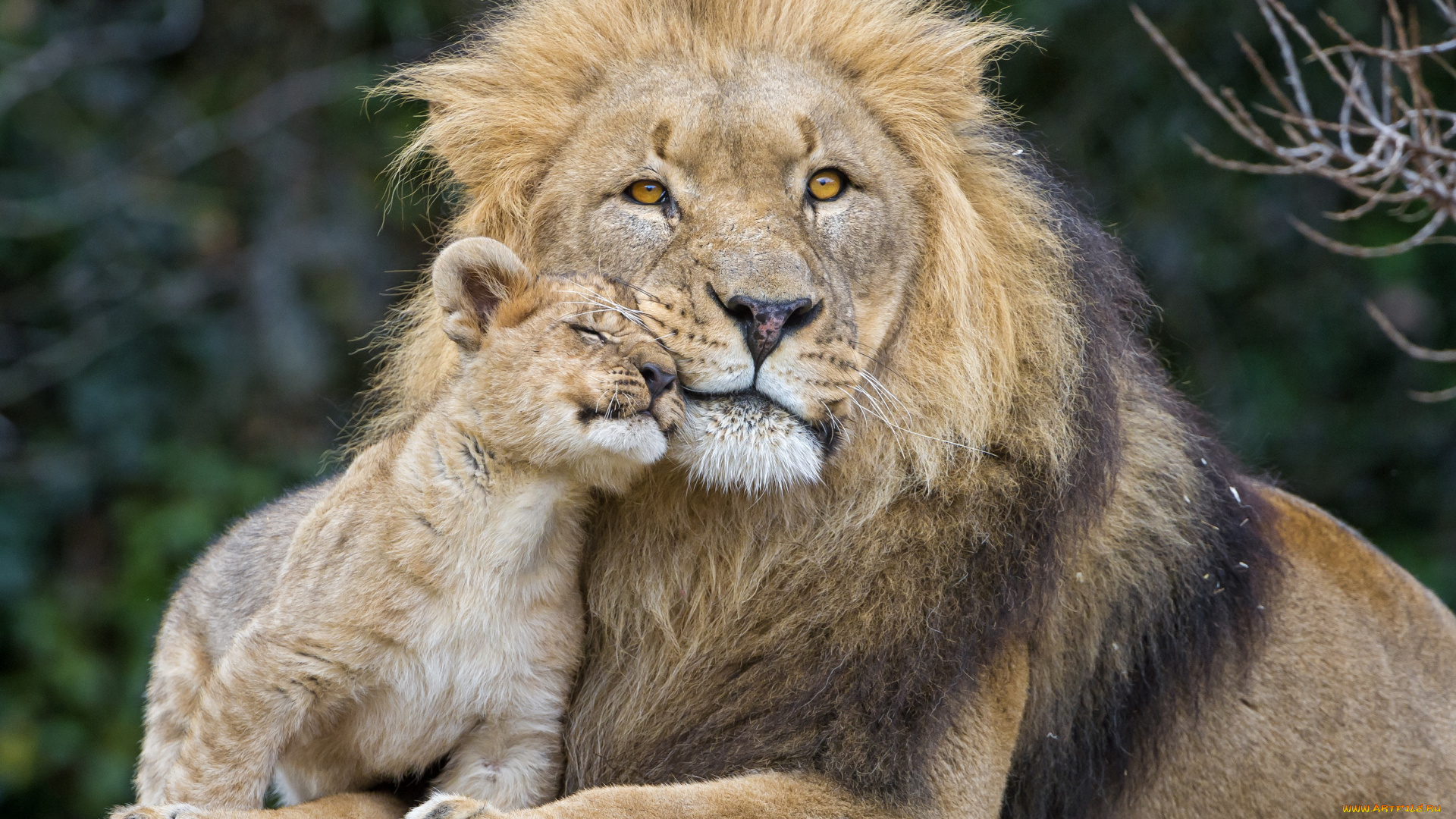 ©tambako, the, jaguar, животные, львы, пара, кошки, львёнок, лев