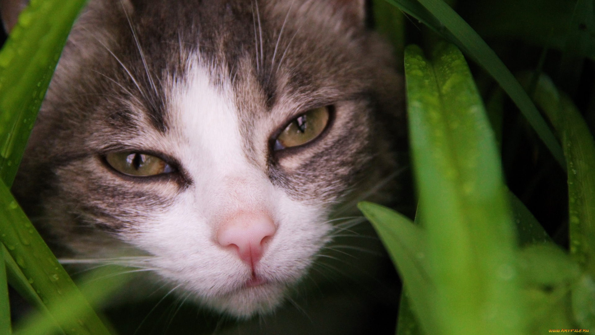 животные, коты, трава, глаза, взгляд, кошак, кот