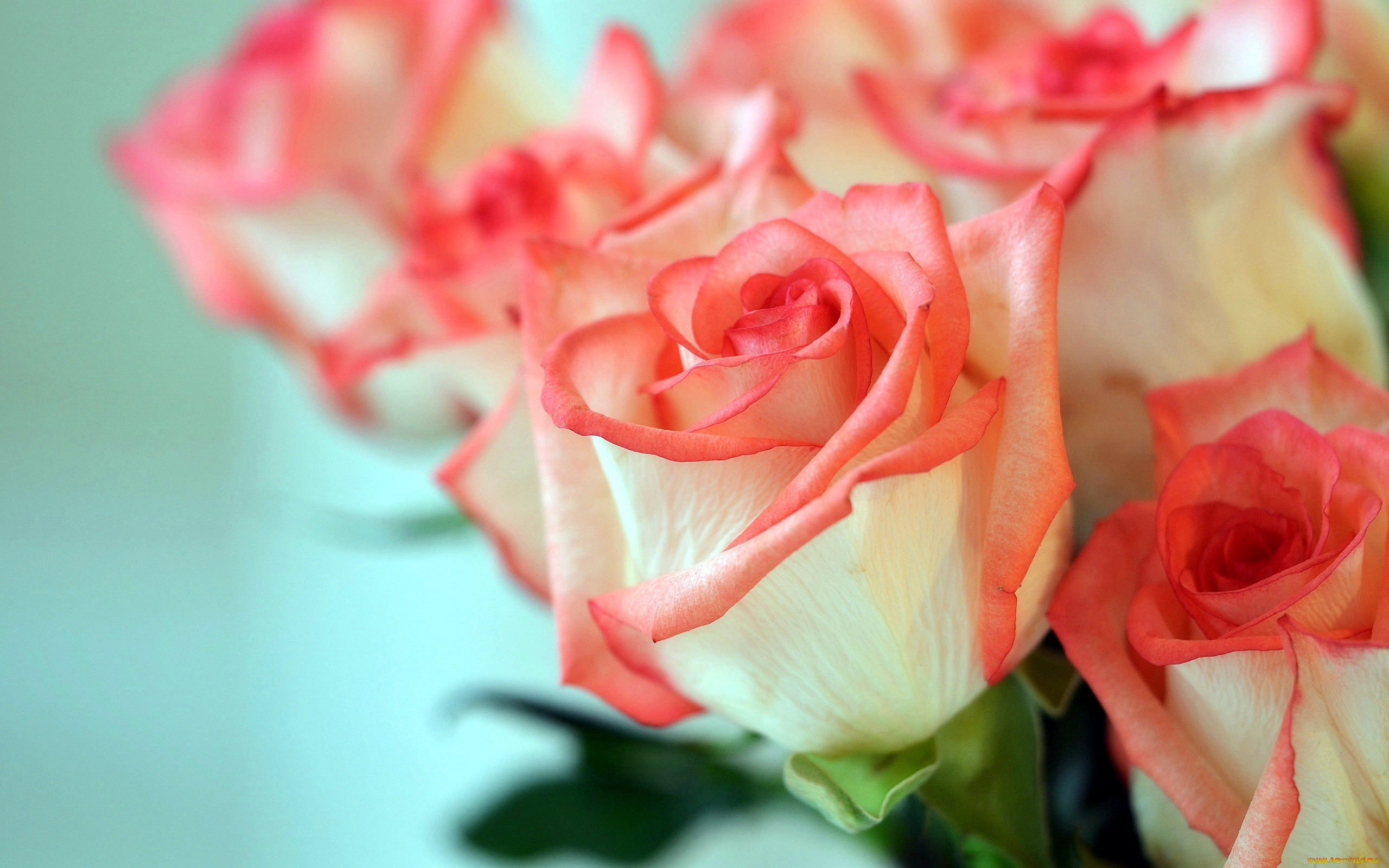 цветы, розы, нежный