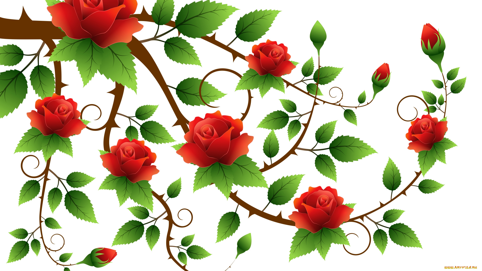 векторная, графика, цветы, , flowers, розы