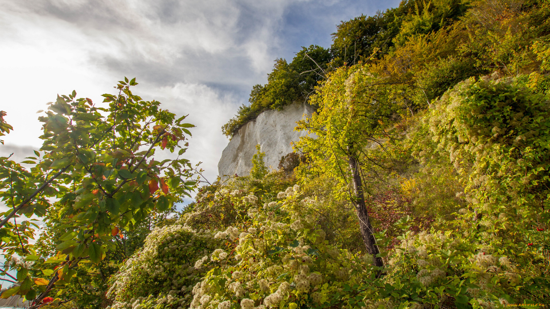 природа, деревья, простор