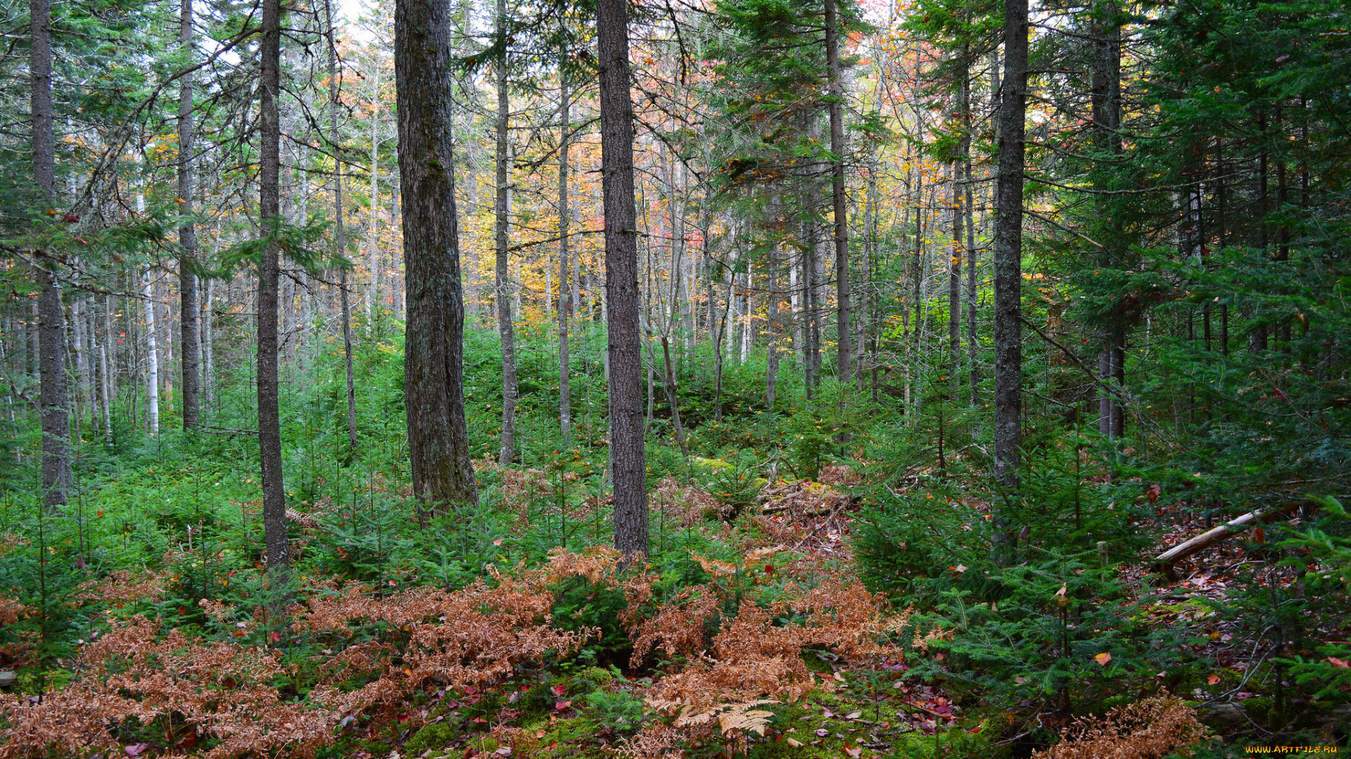 природа, лес, простор