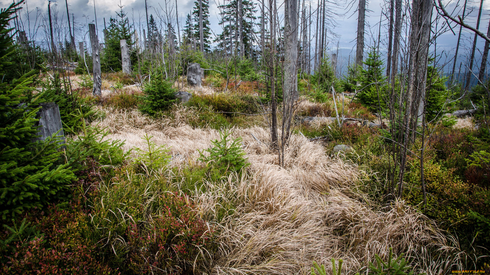 природа, лес, простор