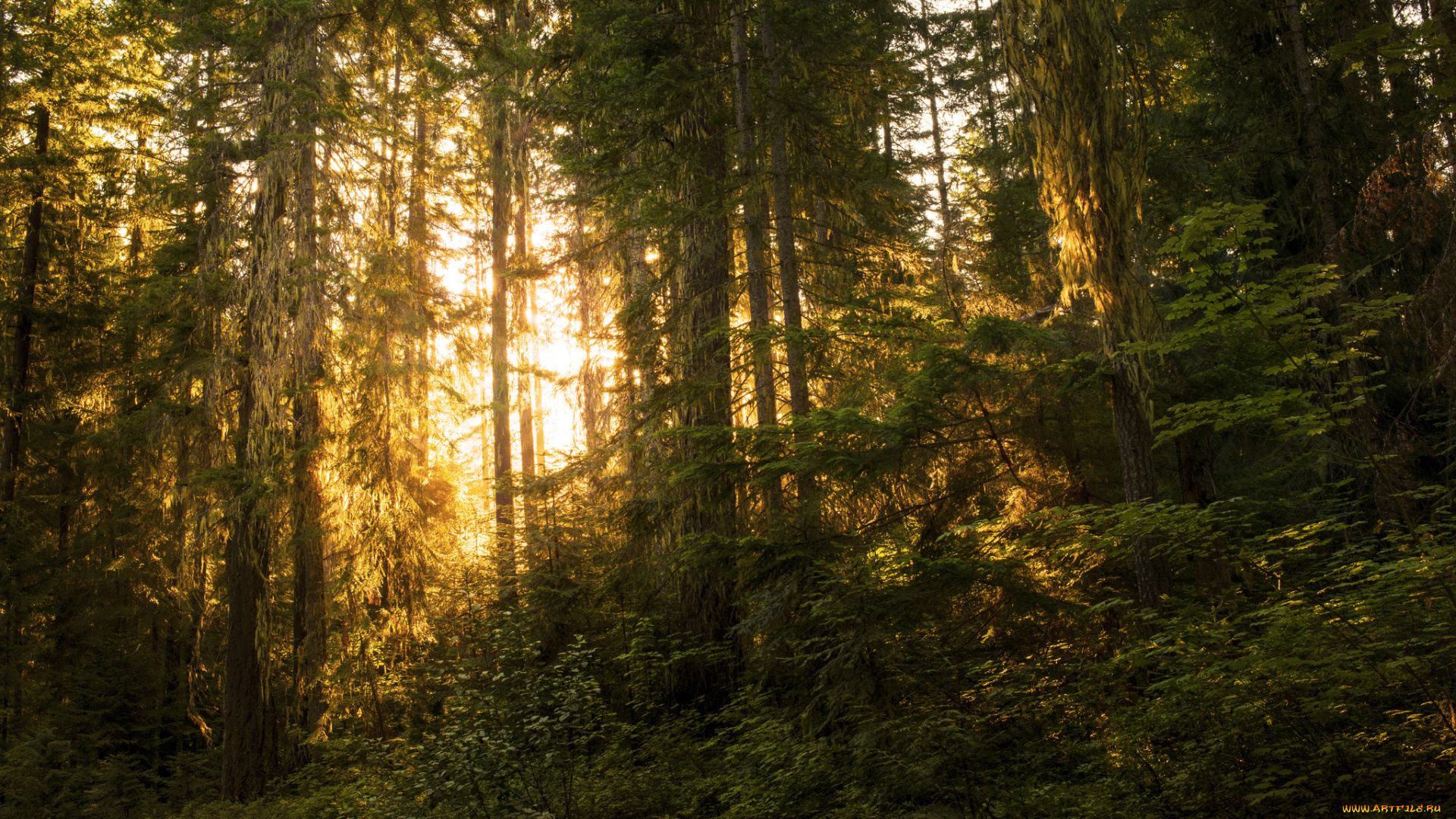 природа, лес, простор