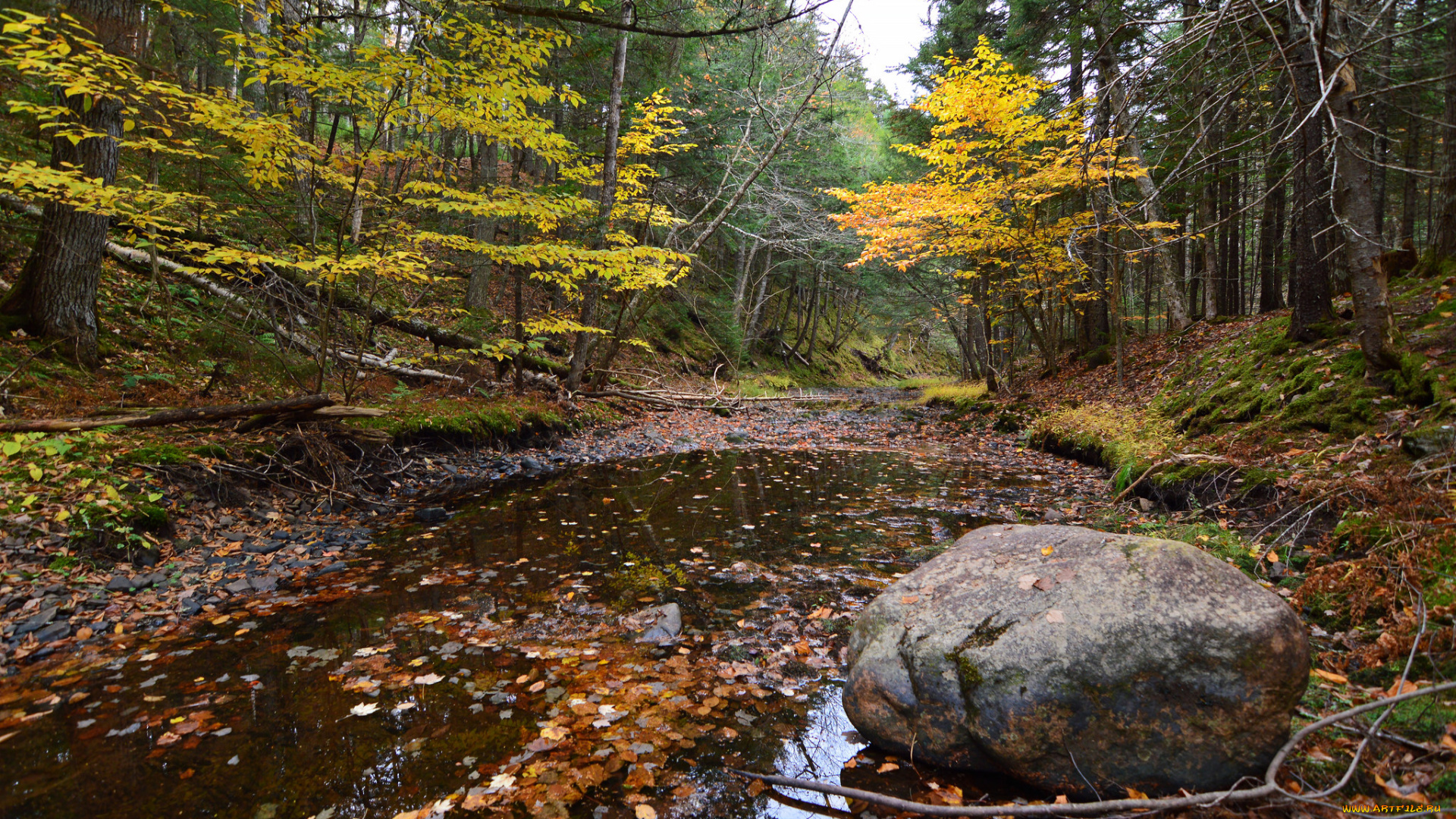 природа, лес, простор