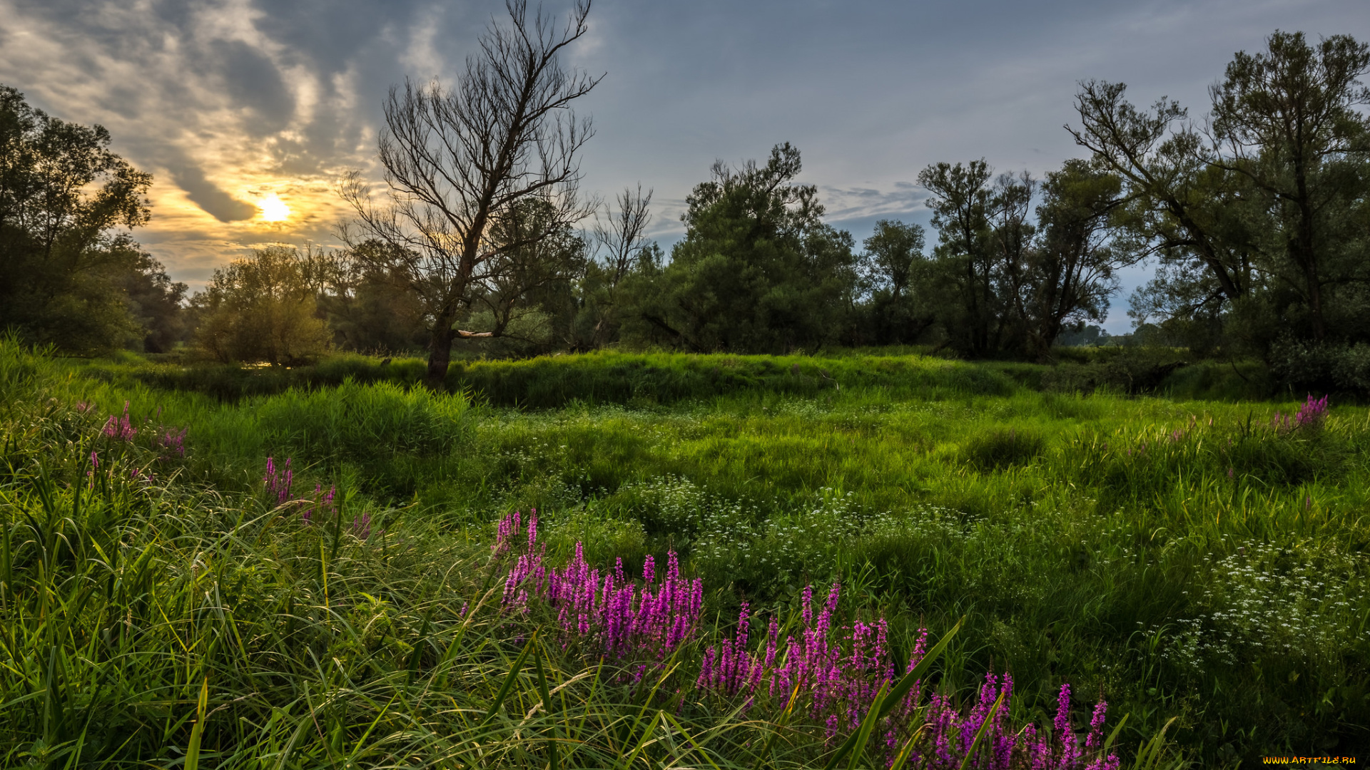 природа, луга, простор