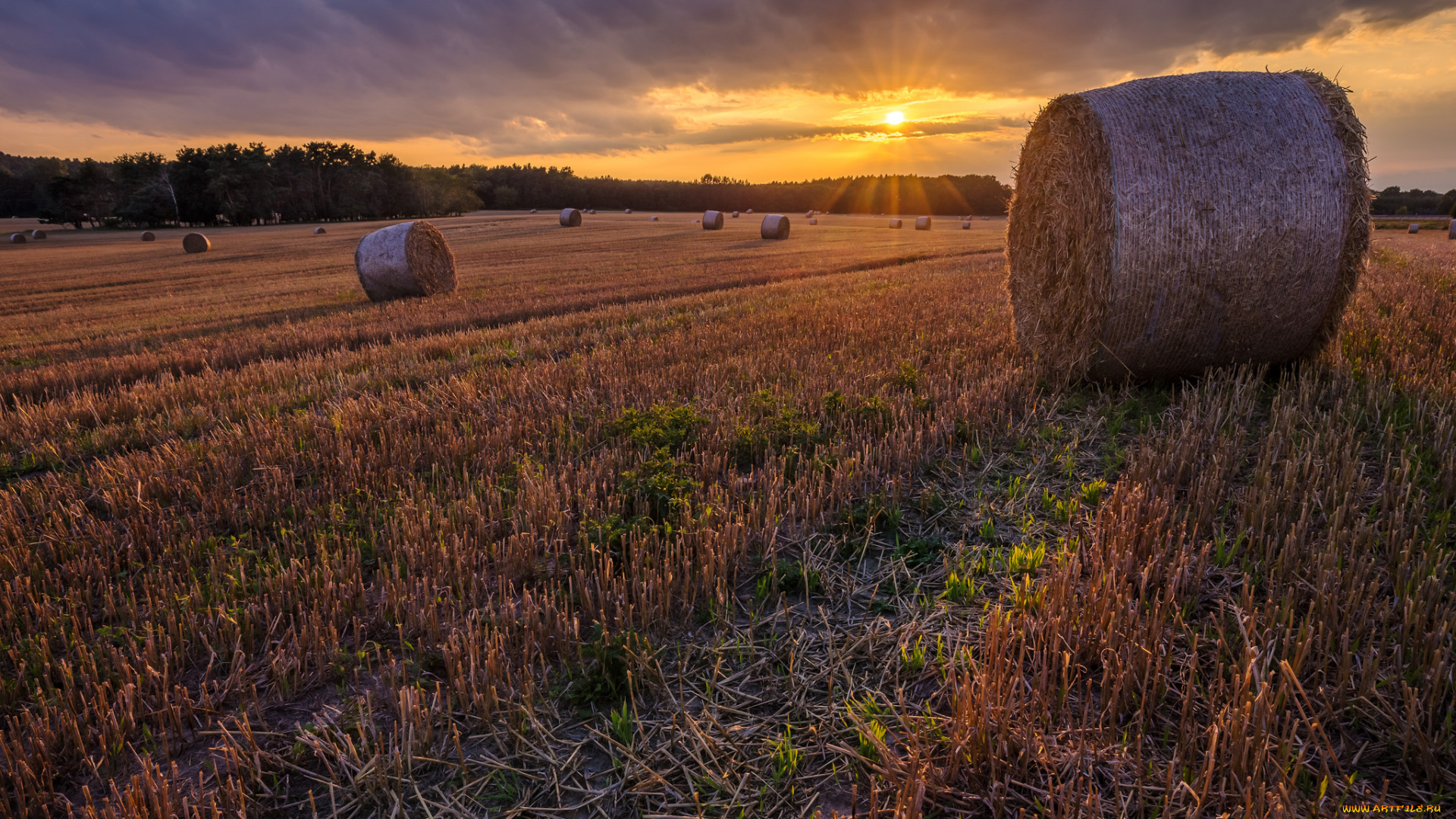 природа, поля, простор