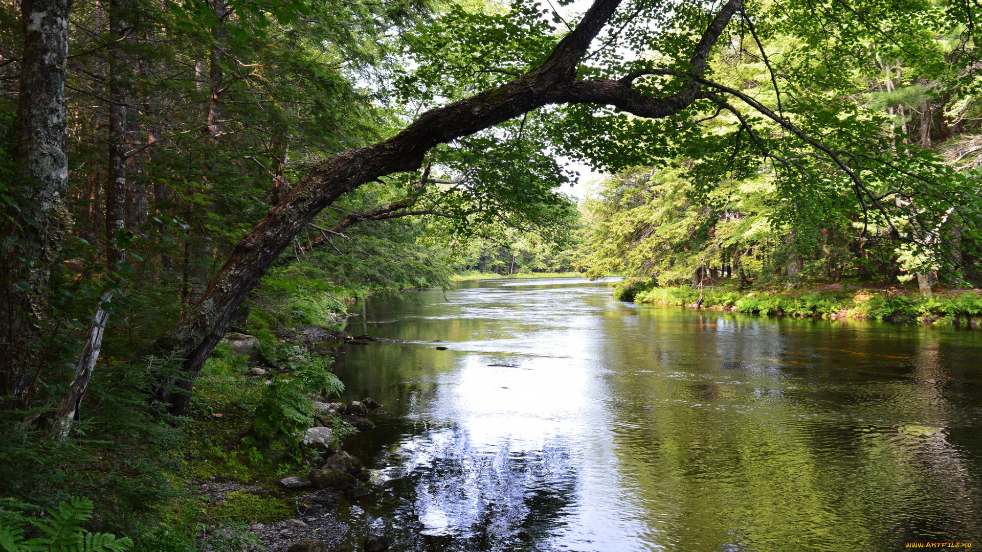 природа, реки, озера, простор