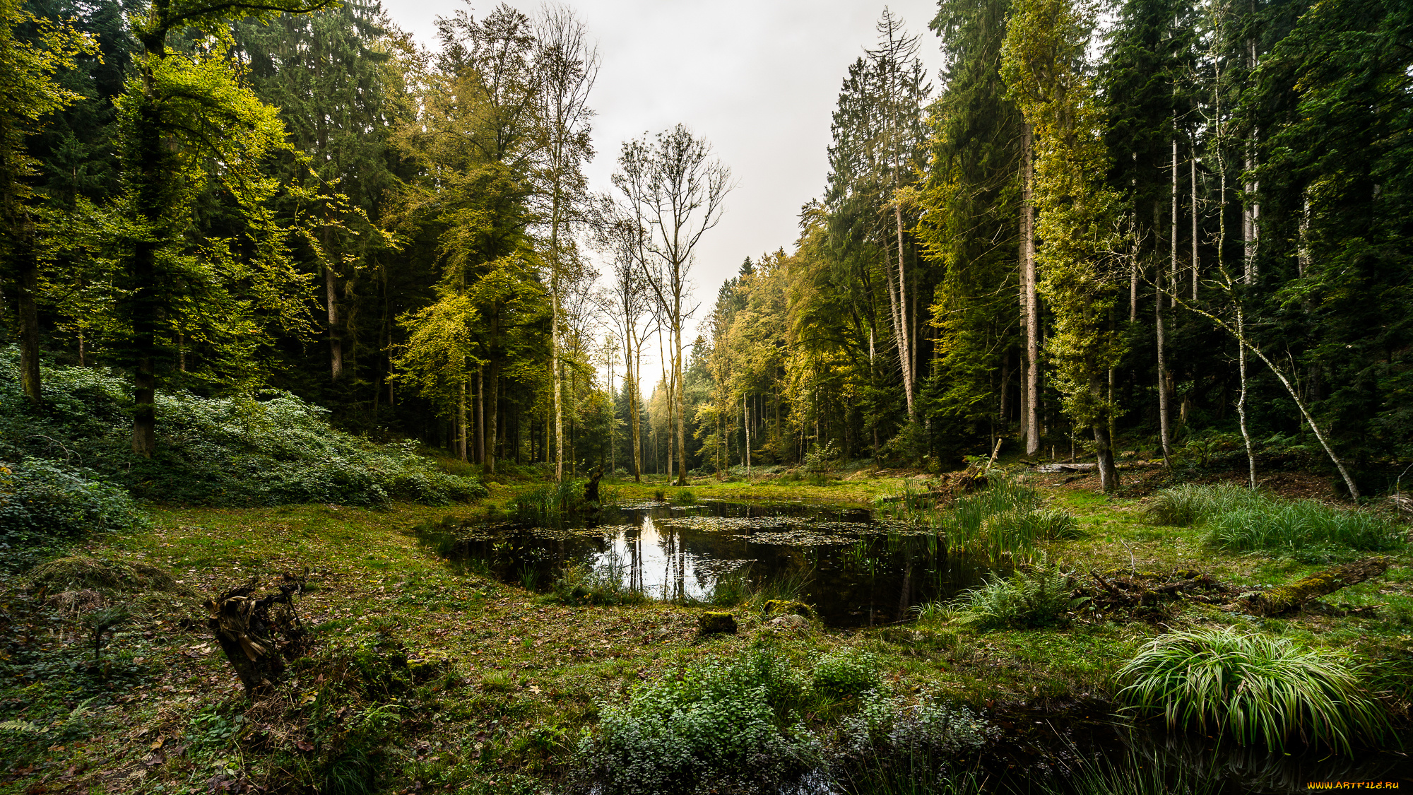 природа, лес, простор