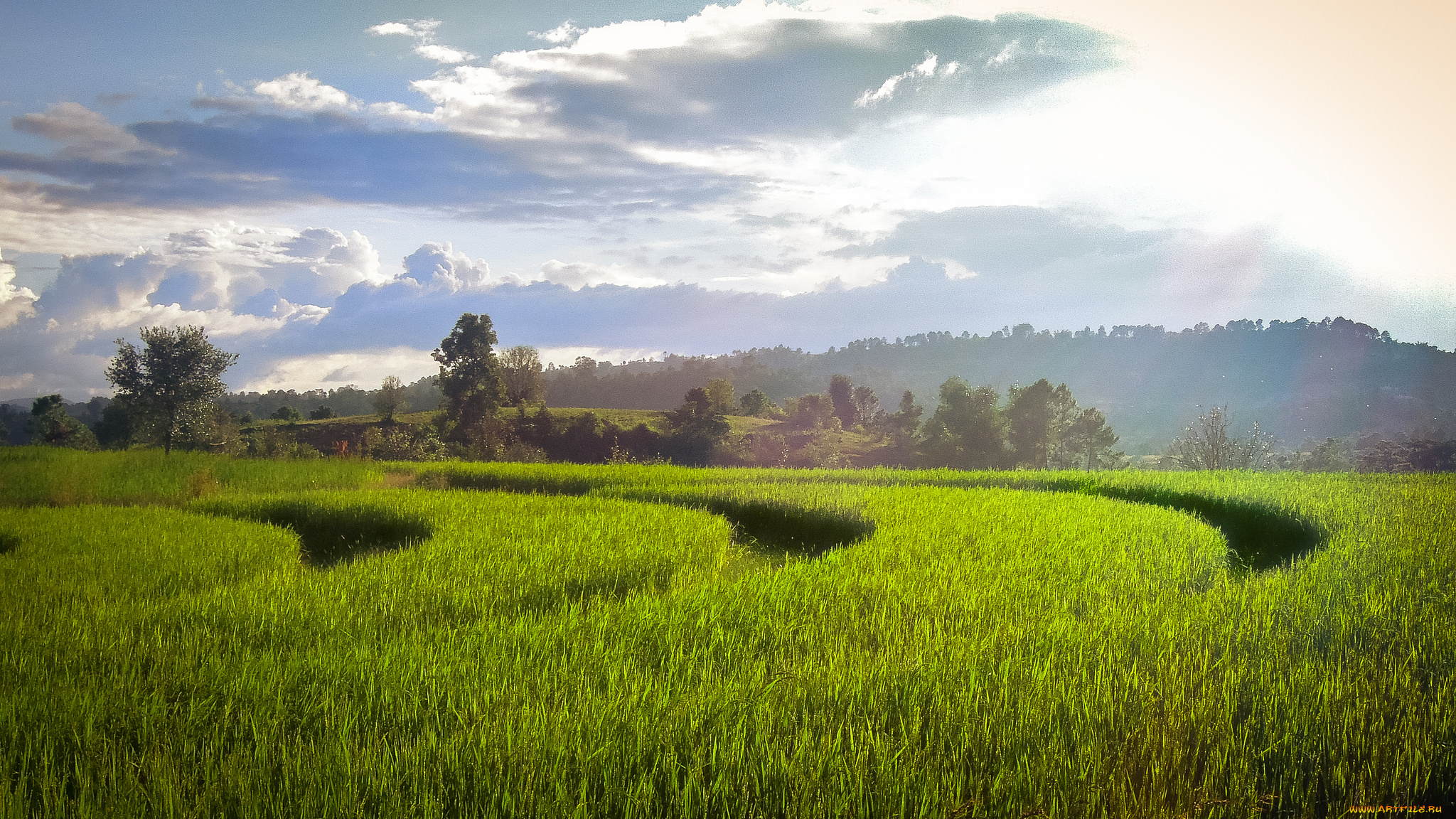 природа, поля, простор